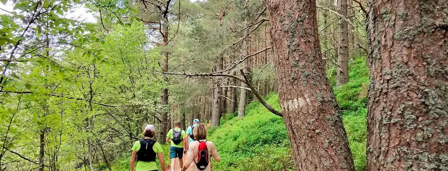 Deux marcheurs sur un chemin de forêt, un gros tronc au premier plan.