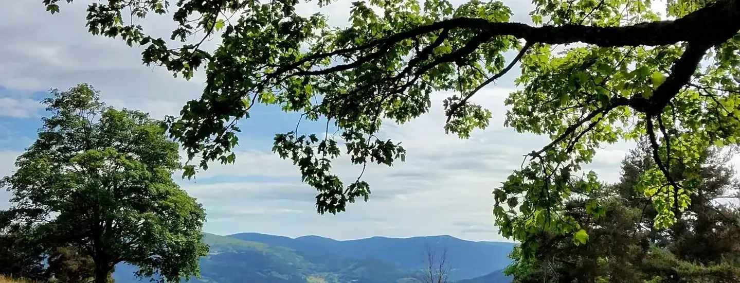 Un grand chêne vu d’en dessous, au-dessus d’un pré ouvert sur la vallée.