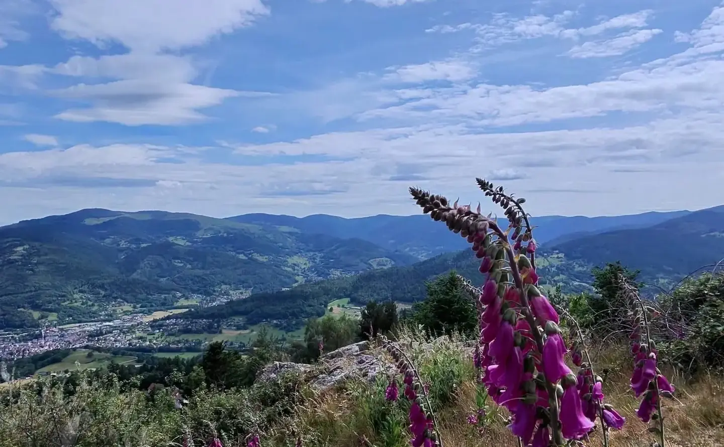 Des digitales pourpres au premier plan, la vallée boisée du Toulois derrière.