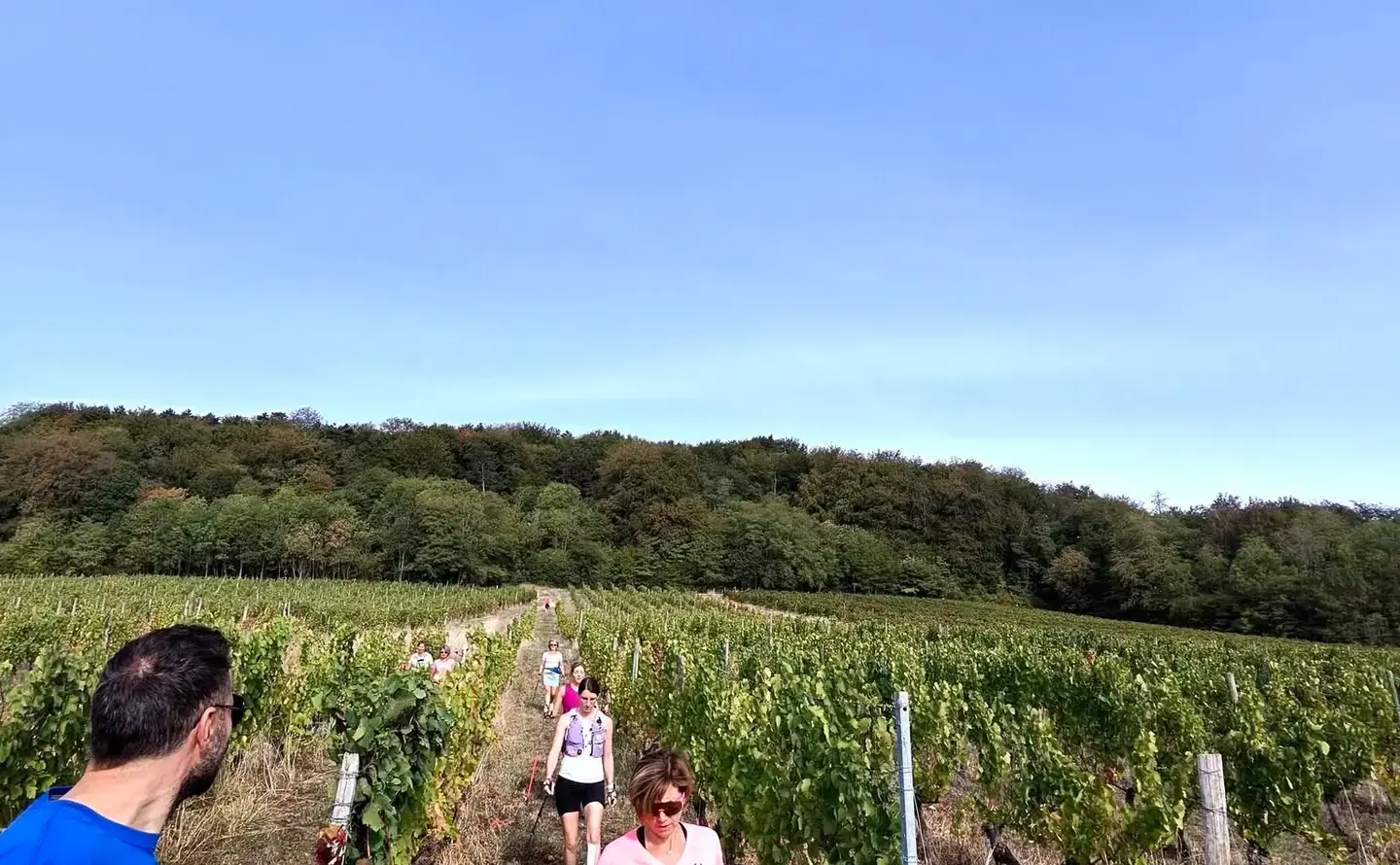 Deux marcheurs à bâtons progressent entre les rangs de vigne.
