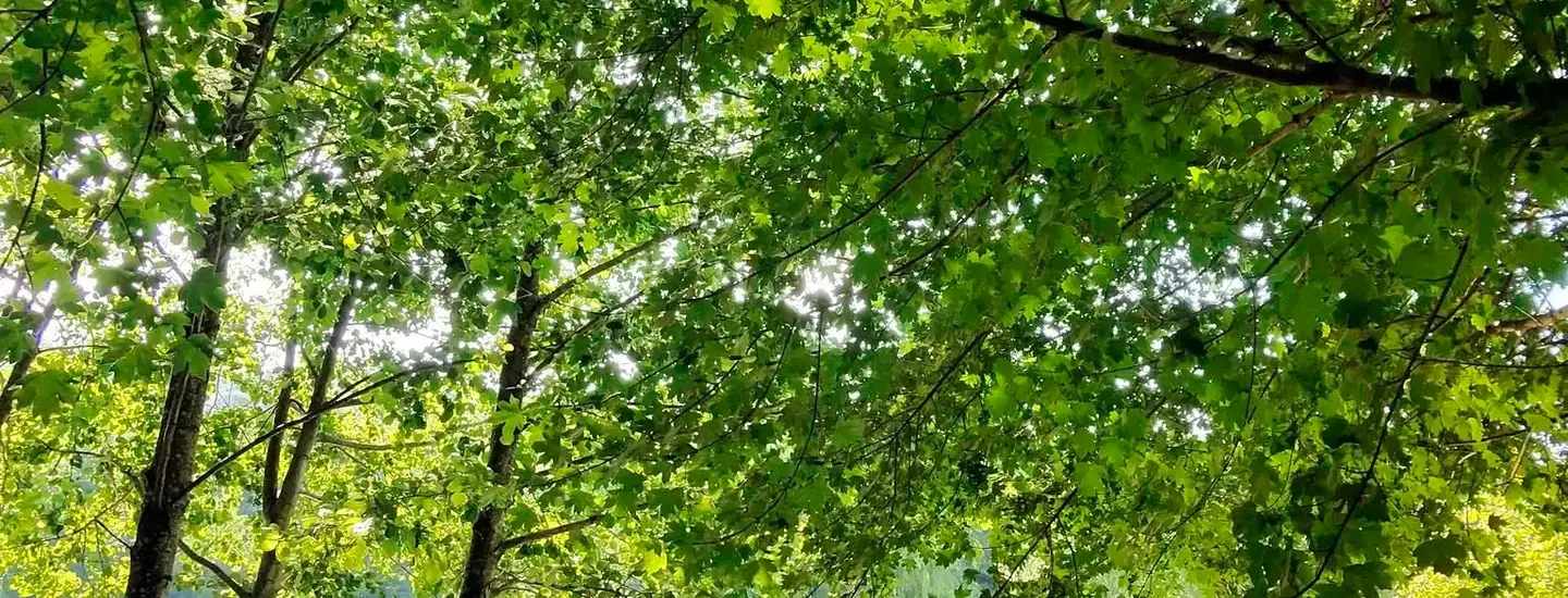 Un étang bordé d’arbres et son ponton de bois.