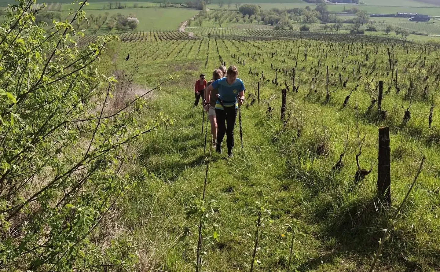 Deux marcheurs en file sur un sentier herbeux, entre les rangs de vigne des coteaux.