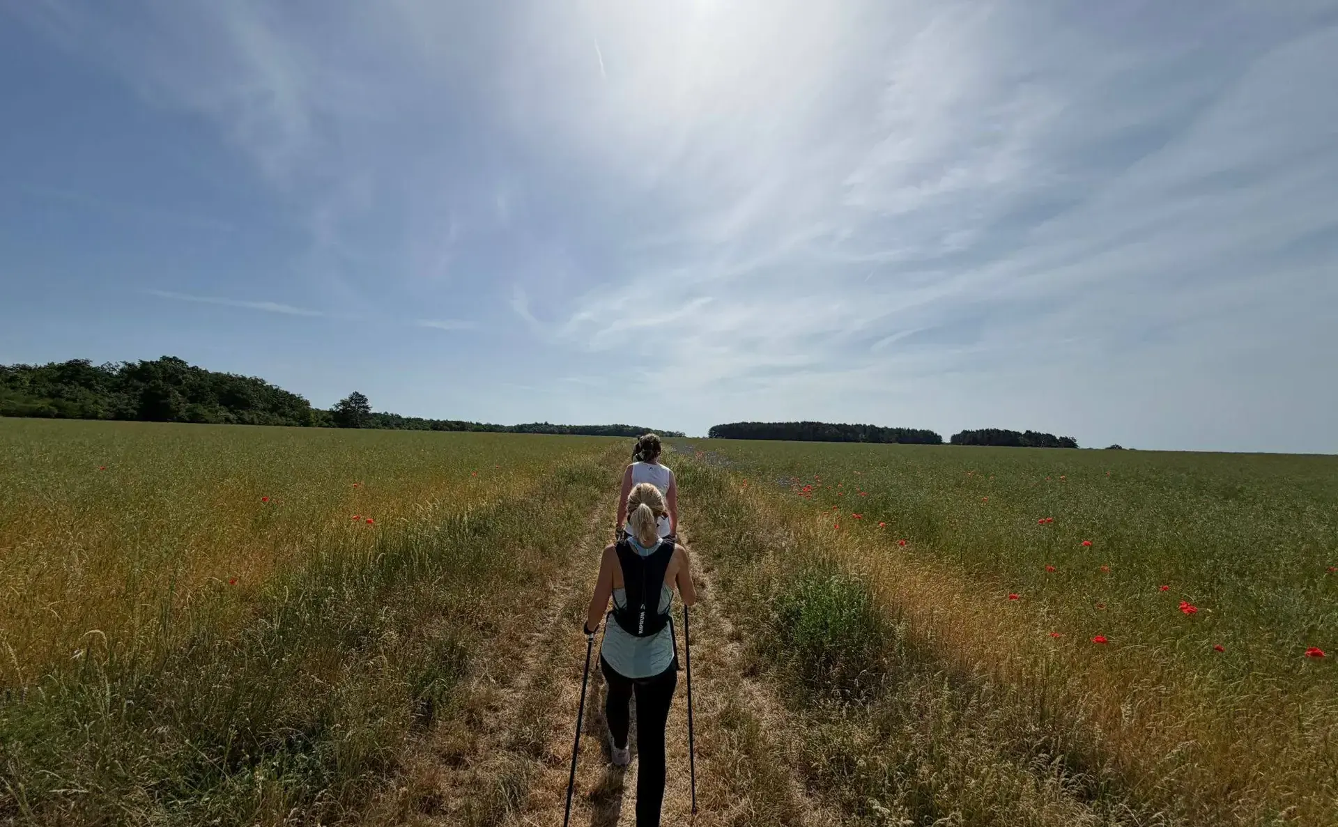 Une marcheuse de dos, bâtons en main, sur un chemin qui traverse un champ de blé.
