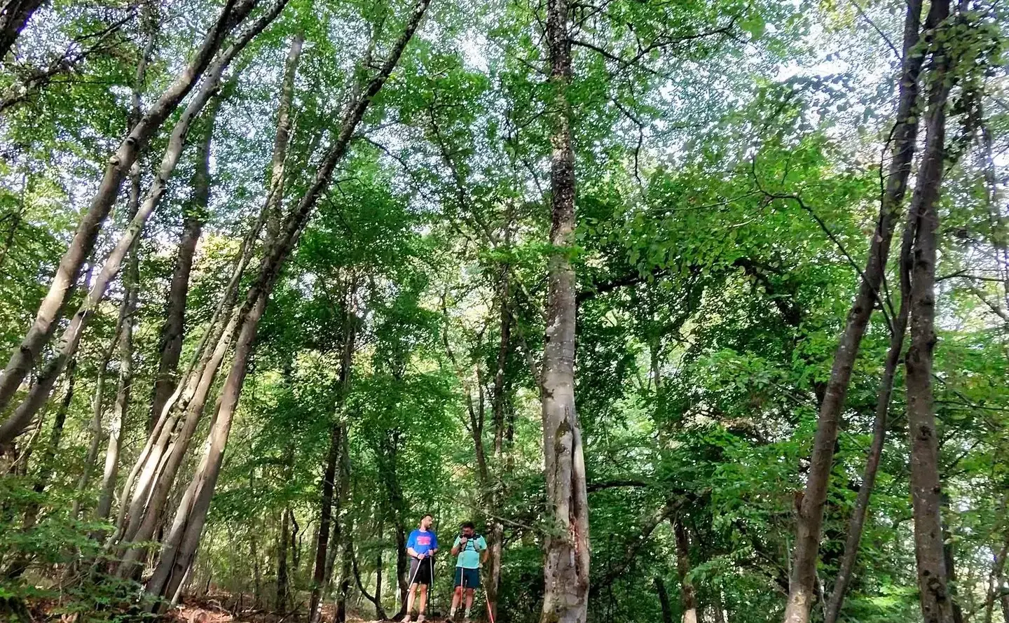 Le groupe de l’association en montée sur un sentier de sous-bois.
