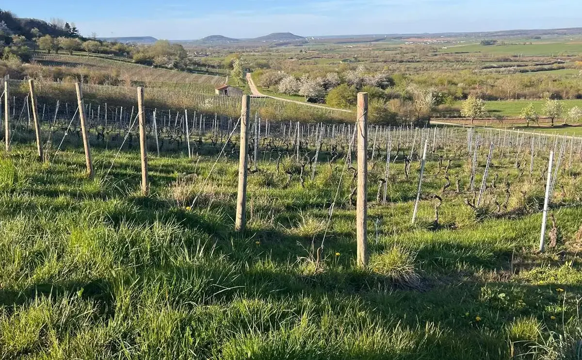 Des rangs de vigne en coteau, la plaine du Toulois au fond.