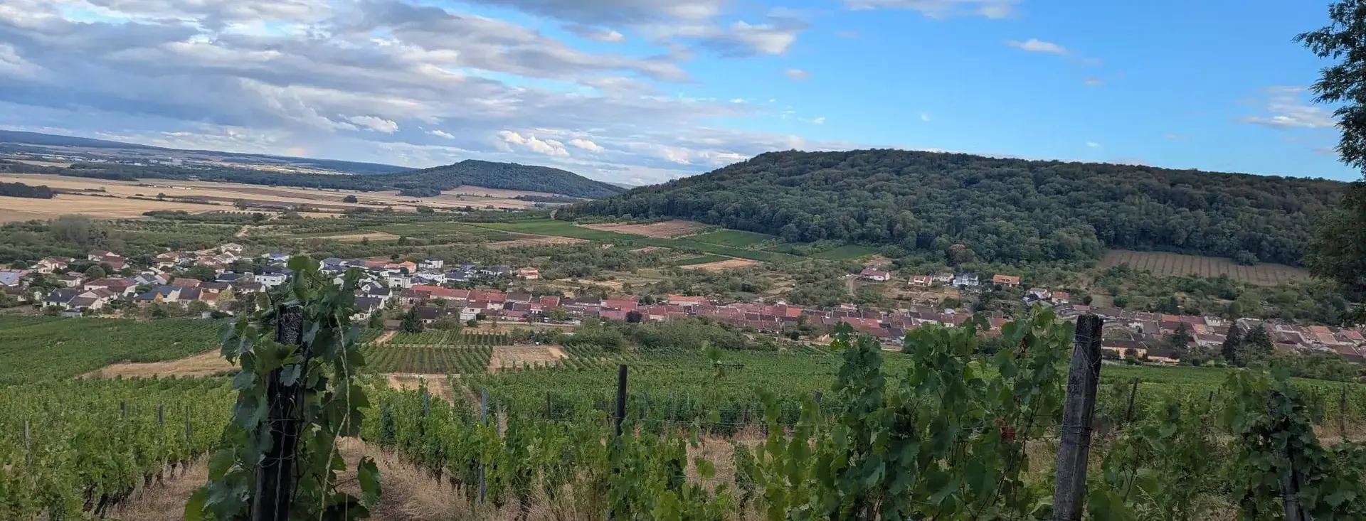 Des rangs de vigne descendent vers un village, la côte boisée fermant l’horizon.